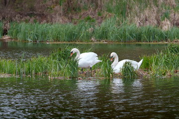 Swans build a nest in the reeds