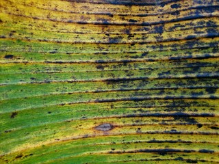 Close-up view of a banana leaf, showcasing its vibrant green hues and prominent parallel veins.