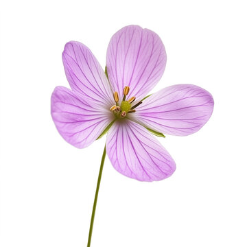 Pink spring wild flower isolated on transparent background. Cut out flower.	