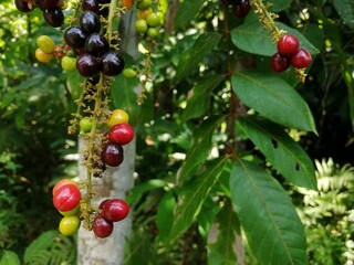 Obraz premium Close-up view of colorful coffee tree fruit, showcasing a mix of reds, purples, and greens.