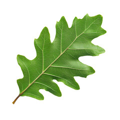 Fototapeta premium Green leaf isolated on transparent background. Summer leaf. Oak tree leaf. Cut out image.