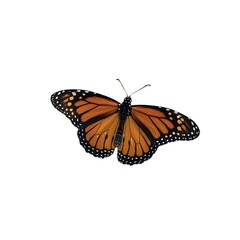 Fototapeta premium butterfly on white