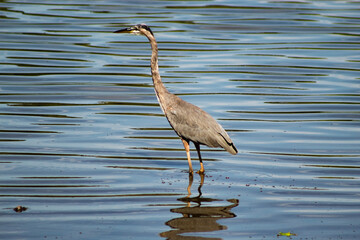 great blue heron ardea alba