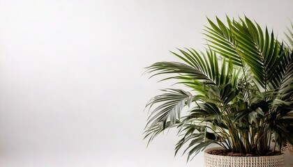 Bringing beauty and tranquility indoors and out, aesthetic plants elevate any space with their captivating forms, textures, and colors. Embrace the calming presence and natural artistry they effortles