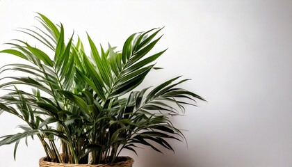 Bringing beauty and tranquility indoors and out, aesthetic plants elevate any space with their captivating forms, textures, and colors. Embrace the calming presence and natural artistry they effortles