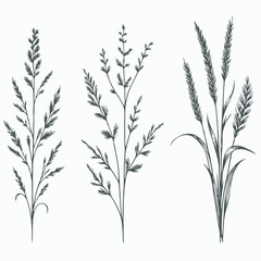 Black and White Meadow wild herbs Herbaceous blooming plants. Set of outline doodle floral sketch Leaves. Hand drawn Wheat rye. Ears Botanical drawing. Line art grasses stems grain spikes illustration