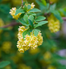 Beautiful close-up of berberis thunbergii