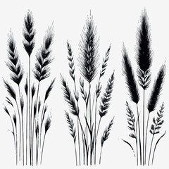 Black and White Meadow wild herbs Herbaceous blooming plants. Set of outline doodle floral sketch Leaves. Hand drawn Wheat rye. Ears Botanical drawing. Line art grasses stems grain spikes illustration