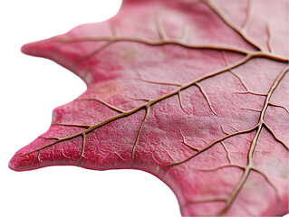 Close-up of a vibrant pink leaf.  Detailed vein structure is visible