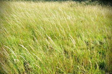 Green grass field in summer background