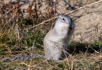 Franklin's ground squirrel in the spring 