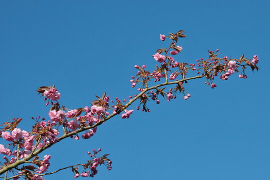 Cherry blossom in spring against a clear blue sky