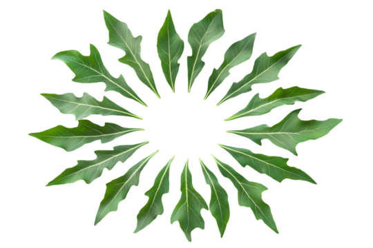 Circular arrangement of leaves