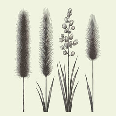 Black and White Meadow wild herbs Herbaceous blooming plants. Set of outline doodle floral sketch Leaves. Hand drawn Wheat rye. Ears Botanical drawing. Line art grasses stems grain spikes illustration
