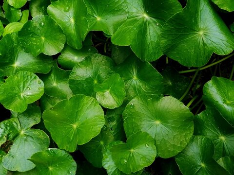manyflower marshpennywort or dollarweed background