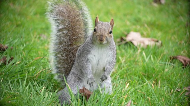 Squirrel in the park