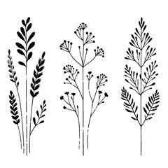 Black and White Meadow wild herbs Herbaceous blooming plants. Set of outline doodle floral sketch Leaves. Hand drawn Wheat rye. Ears Botanical drawing. Line art grasses stems grain spikes illustration