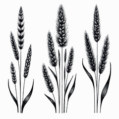 Black and White Meadow wild herbs Herbaceous blooming plants. Set of outline doodle floral sketch Leaves. Hand drawn Wheat rye. Ears Botanical drawing. Line art grasses stems grain spikes illustration