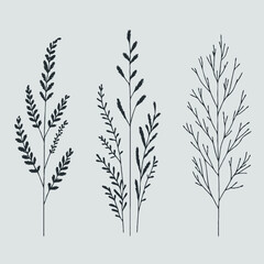 Black and White Meadow wild herbs Herbaceous blooming plants. Set of outline doodle floral sketch Leaves. Hand drawn Wheat rye. Ears Botanical drawing. Line art grasses stems grain spikes illustration