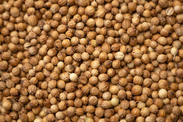 Natural spice dried coriander seeds close-up. Seasoning for cooking and marinades. Coriander seeds, coriander peas, aromatic spice