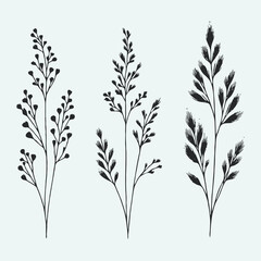 Black and White Meadow wild herbs Herbaceous blooming plants. Set of outline doodle floral sketch Leaves. Hand drawn Wheat rye. Ears Botanical drawing. Line art grasses stems grain spikes illustration