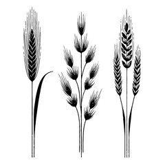 Black and White Meadow wild herbs Herbaceous blooming plants. Set of outline doodle floral sketch Leaves. Hand drawn Wheat rye. Ears Botanical drawing. Line art grasses stems grain spikes illustration