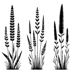 Black and White Meadow wild herbs Herbaceous blooming plants. Set of outline doodle floral sketch Leaves. Hand drawn Wheat rye. Ears Botanical drawing. Line art grasses stems grain spikes illustration