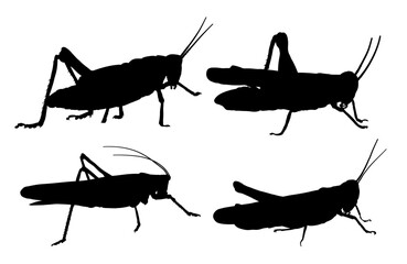 silhouette of a grasshopper