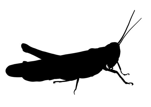 grasshopper silhouette &ndash; vector illustration
