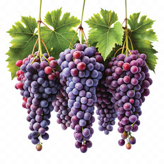 realistic fresh grapes hanging from a branch with green leaves in a natural setting isolated on transparent background