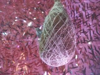 Tommy bird's hanging grass nest,Decorative Lighting and Lighting Tommy Birds Bird Sitting in a Nest...