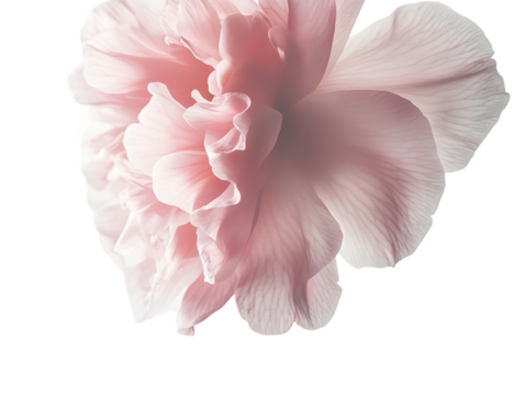 Delicate Pink Rose Bloom