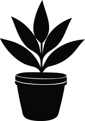 A small potted green houseplant, a symbol of indoor life and growth