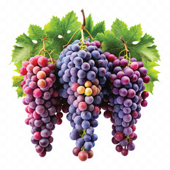 realistic fresh grapes hanging from a branch with green leaves in a natural setting isolated on transparent background