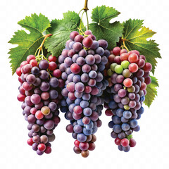 realistic fresh grapes hanging from a branch with green leaves in a natural setting isolated on transparent background