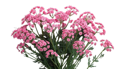 Pink yarrow achillea flowers isolated on black background detailed macro image