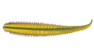Naklejka premium Close-up view of a segmented, elongated, yellow-green leaf-like organism. Detailed structure and textures are visible