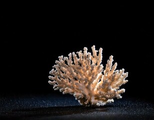 Fototapeta premium seashell on black