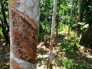 A rubber tree, marked for tapping, stands amidst a lush forest.