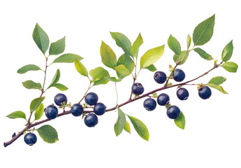 Branch with dark berries and leaves (1)