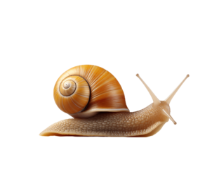 A close up studio shot of a snail with a tan shell against a plain black colored background image view png