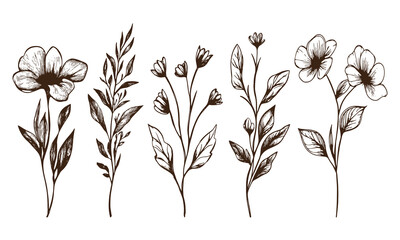 Set of hand drawn wild flower illustration isolated on white background