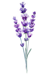 Naklejka premium Lavender bouquet with purple butterflies, watercolor floral composition with ribbon aromatic wildflowers violet floral