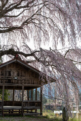 Weeping Cherry Blossoms at Asai Shinmei Shrine in HidaTakayama,Japan.