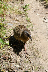 Weka bird at Mou Waho scenic reserve in lake Wanaka, New Zealand
