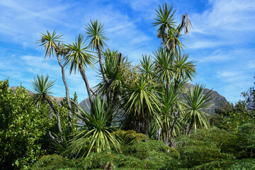 Fototapeta premium Landscape of Mou Waho scenic reserve in lake Wanaka, New Zealand