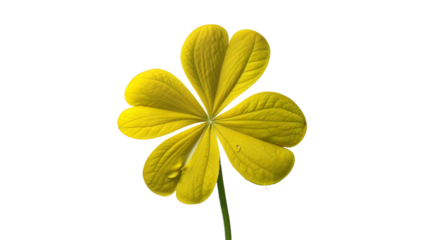 Bright yellow shamrock flower with water droplets on black background close up