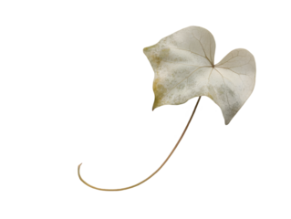 Faded leaf, light beige color, delicate stem