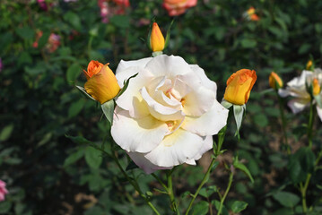 Fototapeta premium light yellow rose blossoms with buds around in garden