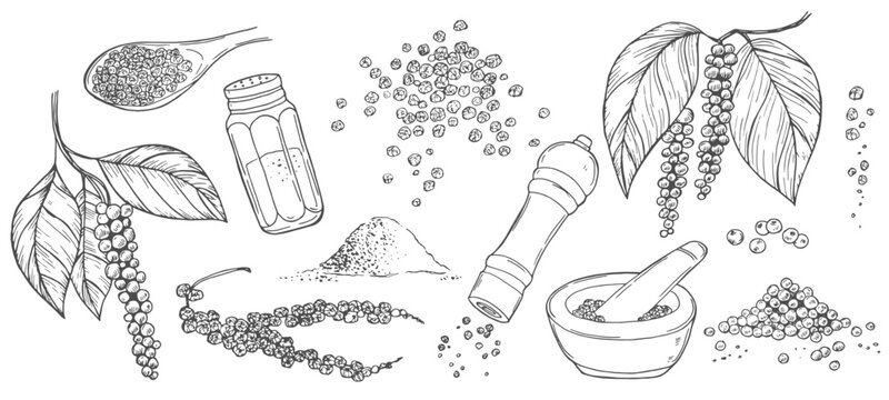 Black pepper vector drawing set. Peppercorn heap, mill, dried seed, plant, grounded powder. Vintage hand drawn spice sketch. Herbal seasoning ingredient, culinary and cooking flavor.